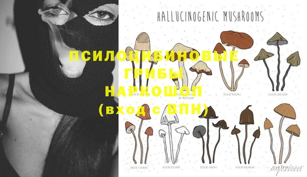 крисы Алзамай